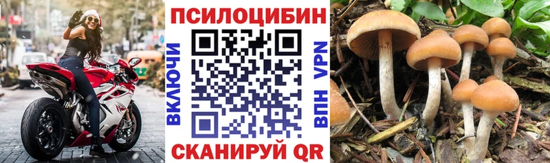 Купить закладки  Каргат  Псилоцибиновые грибы MAGIC MUSHROOMS 